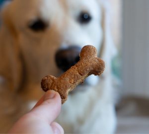 golden retriever with dog biscuit